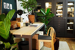 书房中摆放什么植物风水好