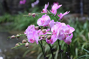 兰花风水摆放禁忌属相 兰花放什么位置旺财