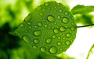 公司植物摆放的风水宜忌