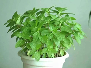 公司大门口放什么植物好