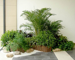 公司你植物的摆放将会造成哪些风水学效应