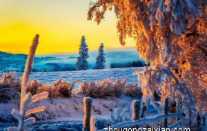 频繁头晕失眠 竟然是房间里摆放了这个