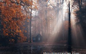 一棵桂花树的风水作用 植物风水作用