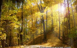 黄皮树的风水禁忌 有什么说法