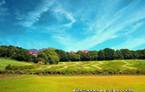 元宝树掉叶子要及时清理 避免财富流失