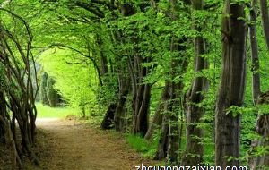 餐厅装修什么颜色最适合