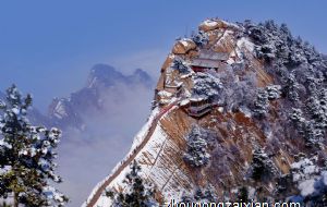  阳台种艾草影响风水吗 是好是坏 