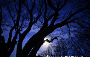 地板以坚固为宜