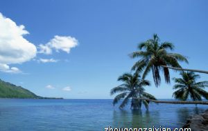 阳台垂吊满天星好吗