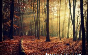 鱼缸后面贴着镜子可以吗