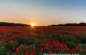 猫上门吉利吗 运势好不好呢