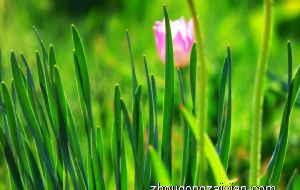 自家建房的围墙要怎么围风水会好