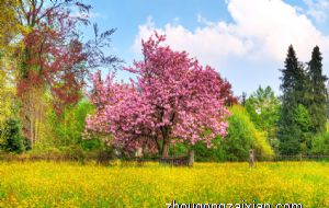 怎么样让桃花运旺盛 用什么方法能催旺桃花