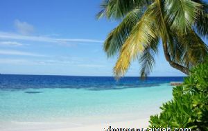 家里有麻雀窝有风水影响吗 家宅贵气风水好