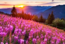 长期没有客人来 客房需要经常打理吗