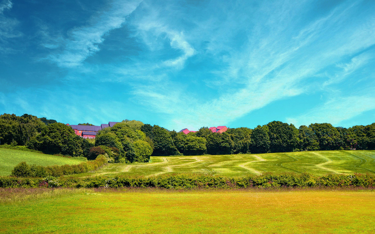 元宝树掉叶子要及时清理 避免财富流失