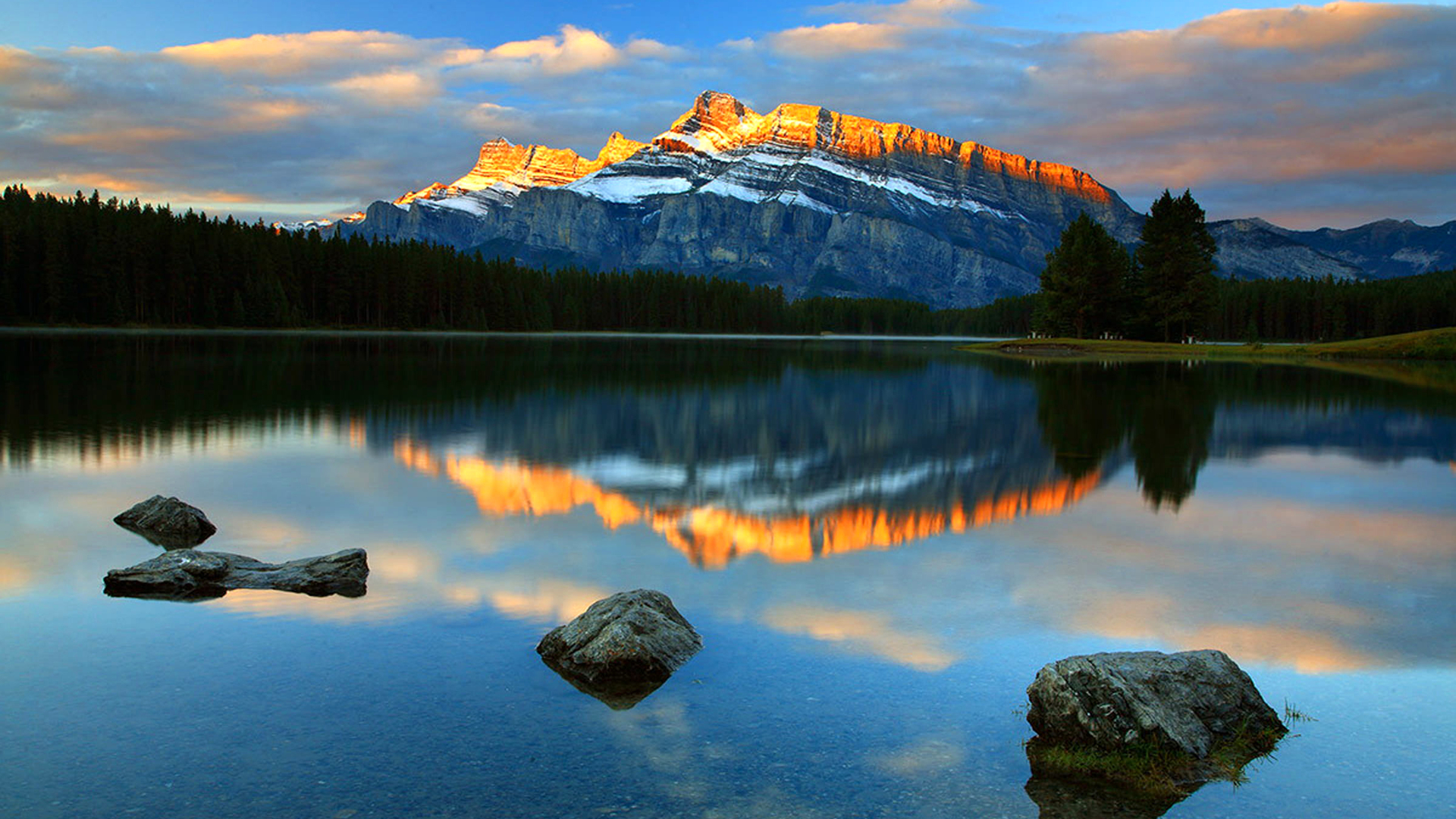 家中的玫瑰花能放在儿童房吗