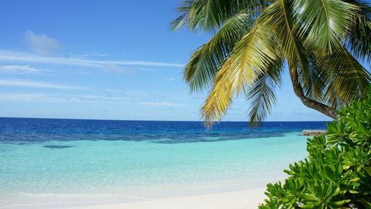 家里有麻雀窝有风水影响吗 家宅贵气风水好