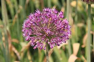 梦见花开是什么意思
