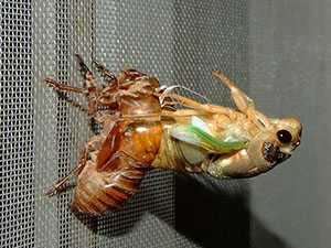 梦见金蝉脱壳是什么意思