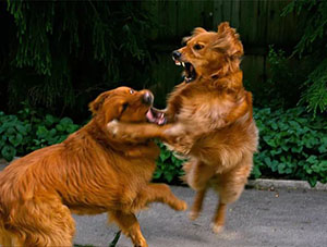 梦见狗咬狗是什么意思