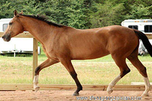 梦见自己是马贩子，买马时被人欺骗，买了劣马是什么意思