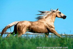 梦见驯马是什么意思