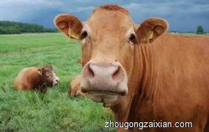 梦见黄牛 大黄牛是什么意思