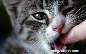 梦见猫咬手臂是什么意思