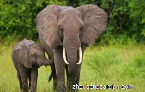 梦见大象飞起来了是什么意思