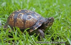 梦见乌龟咬人是什么意思