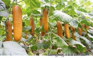 梦见老黄瓜是什么意思