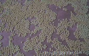 梦见虫卵是什么意思