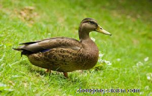 梦见小鸭子是什么意思