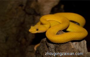 梦见金色的蛇意味着什么