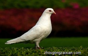 梦见成群一群或许多鸽子是什么意思