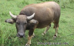 梦见自己家的牛是什么意思