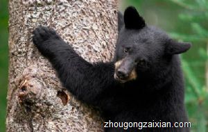 梦见和黑熊在玩是什么意思