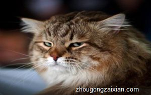 梦见愚蠢是什么意思