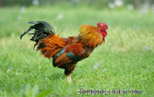 梦见鸡叫 打鸣是什么意思