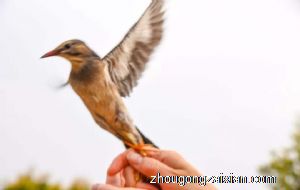 梦见放生是什么意思