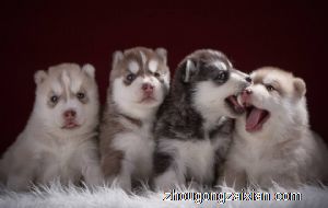 梦见狗生崽或生小狗宝宝是什么意思