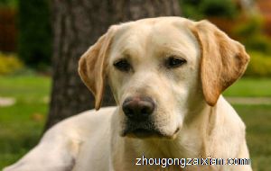 梦见被狗咬是什么意思