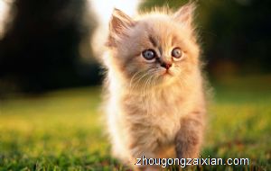 梦见猫是什么意思