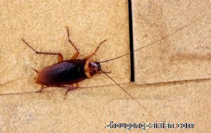 梦见蟑螂成群爬身上是什么意思