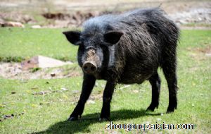 梦见野猎攻击是什么意思