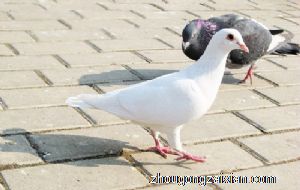 梦见鸽子血是什么意思