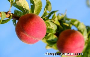 梦见自己摘挑子是什么意思