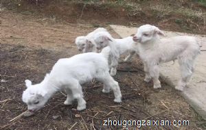 梦见羊生好多小羊羔是什么意思