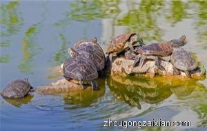 梦见甲鱼咬手是什么意思